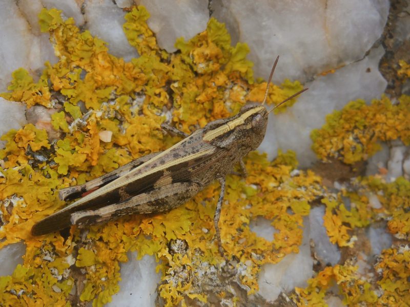 ..dalla Gallura: Aiolopus cfr strepens